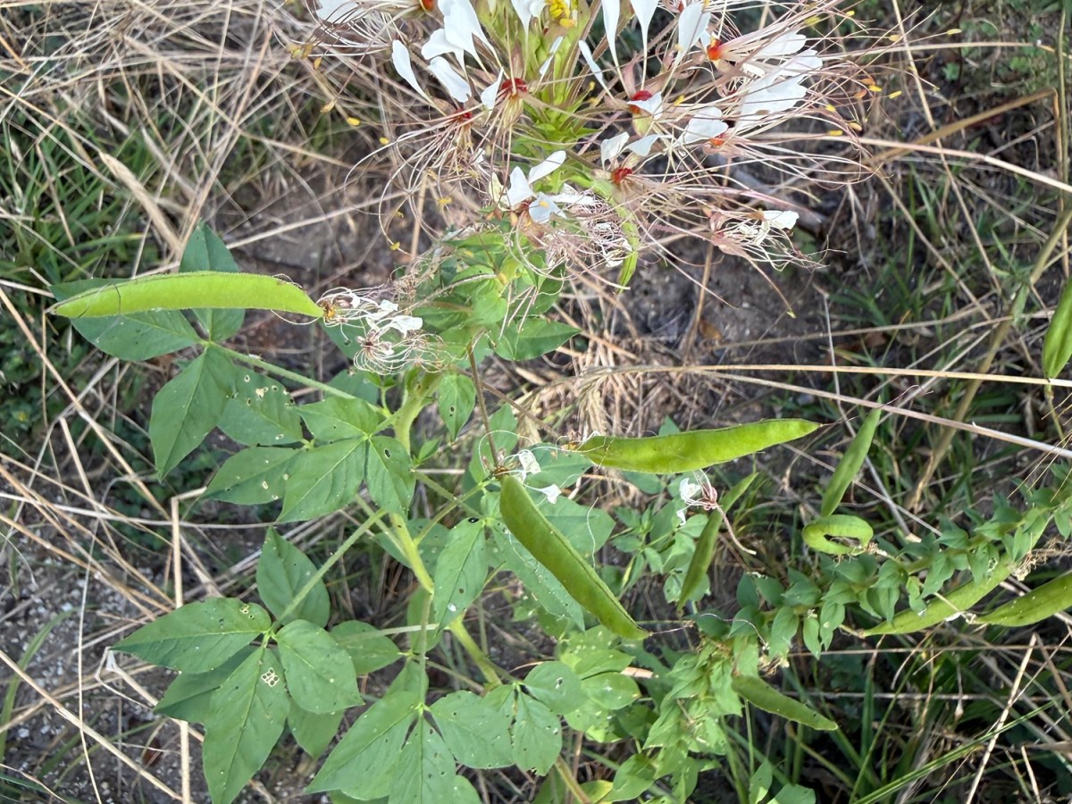Polanisia dodecandra –&nbsp;Clammyweed
